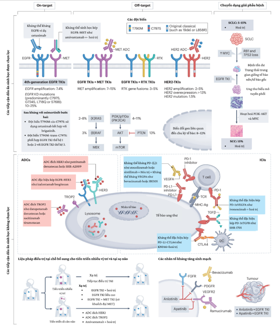 Tổng quan về cục diện kháng thuốc EGFR TKI trong ung thư phổi không tế bào nhỏ có đột biến EGFR: Cơ chế và các hướng tiếp cận điều trị mới