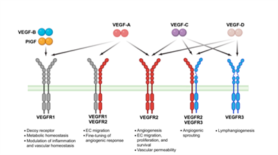 UNG THƯ BIỂU MÔ TẾ BÀO THẬN