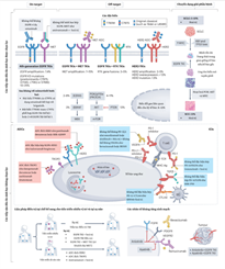 Tổng quan về cục diện kháng thuốc EGFR TKI trong ung thư phổi không tế bào nhỏ có đột biến EGFR: Cơ chế và các hướng tiếp cận điều trị mới